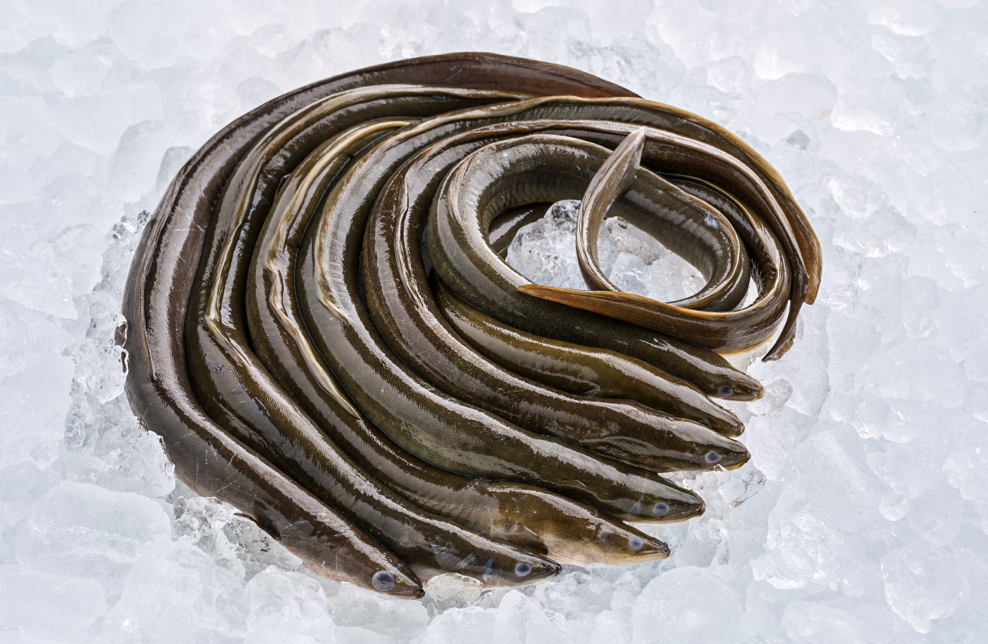 Alt Porn Eels - Frozen gutted European eel | Fish & Fish